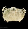 Afbeeldingsresultaten voor "aethra Scruposa". Grootte: 96 x 100. Bron: www.crustaceology.com
