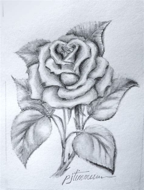 Pencil Drawing The Rose Roses Drawing Flower Sketches