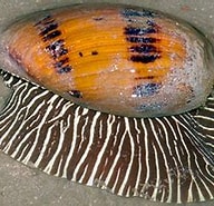 Afbeeldingsresultaten voor "melophysa Melo". Grootte: 192 x 152. Bron: www.wildsingapore.com
