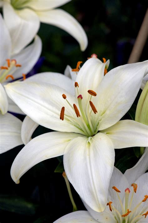 white lily flowers  stock photo public domain pictures