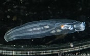 Afbeeldingsresultaten voor "cephalopyge Trematoides". Grootte: 175 x 109. Bron: seaslug.world