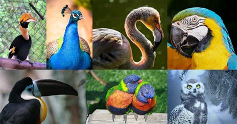 Aves Exoticas [fotos Y Vídeos]