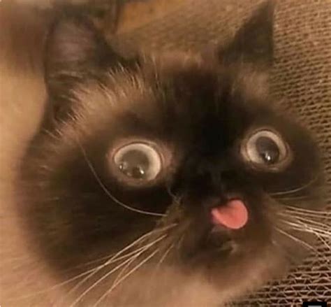 heres  pic   kitten sticking   tongue meme