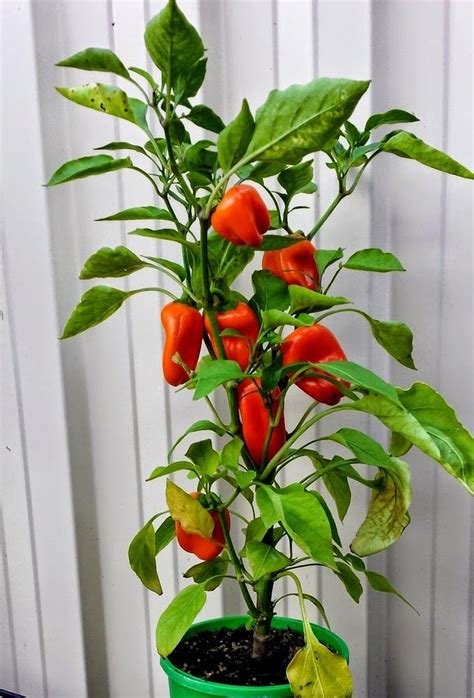 grow chillies peppers  capsicums chilli plant growing