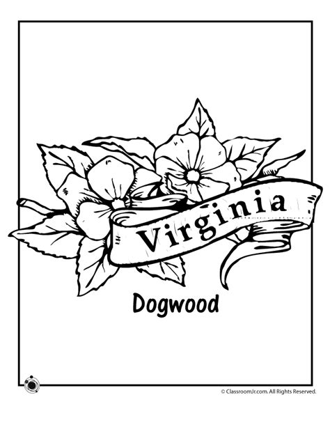 virginia state flower coloring page woo jr kids activities