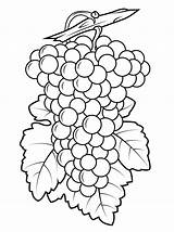 Grapes Coloring Pages Grape Purple Drawing Printable Preschool Template Color Fruits Print sketch template
