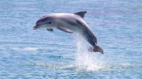 captive dolphins happy