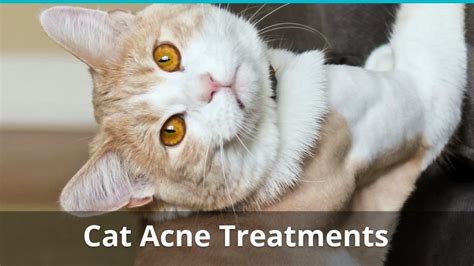 cat acne   feline chin acne      treatment