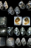 Afbeeldingsresultaten voor "rissoella Globularis". Grootte: 120 x 185. Bron: www.researchgate.net