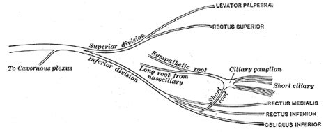 oculomotor nerve human anatomy