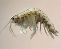 Image result for "leptocheirus Pilosus". Size: 124 x 100. Source: waarneming.nl