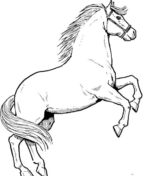 stallions horse coloring page coloring page ikids coloring home