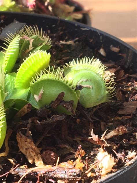 Planta Carnivora Pela Internet Tudo Sobre Plantas Carnívoras