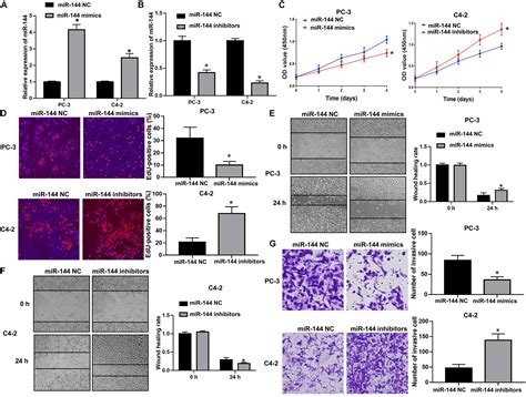 frontiers long non coding rna snhg17 promotes cell proliferation and