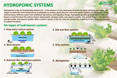 hydroponic system definition introduction advantages niche agriculture