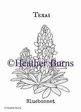 Coloring State Texas Flowers Bluebonnet Flower Pages Usa Template Drawings sketch template