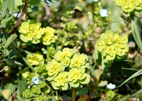 stock photo  green flowers   images