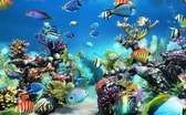 Image result for Vista Screensaver Fish Tank. Size: 168 x 104. Source: www.youtube.com