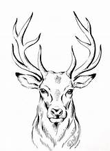 Deer Drawing Stag Line Animal Drawings Ink Easy Sketches Illustration Animals Choose Board Wall Original sketch template