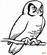 Owl Coloring Pages Barn Kids Small Large Perched Click Gif sketch template