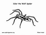 Spider Coloring Wolf Pages Colouring Printable Invertebrates Web Library Clipart Popular sketch template