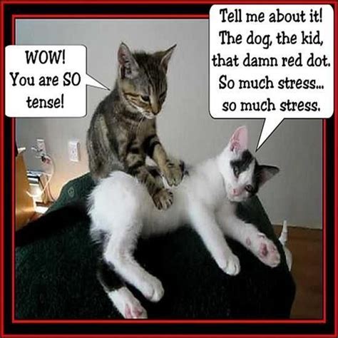 Pin By Complete Health Chiropractic C On Massage Humor Quotes Cat
