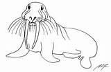 Walrus Animals Coloring Kb sketch template