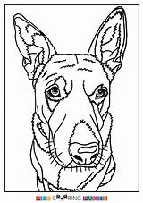 Dog Cattle Coloring Australian Pages Heeler Blue Template Getdrawings sketch template