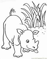Nashorn Ausmalbilder Rhinozeros sketch template