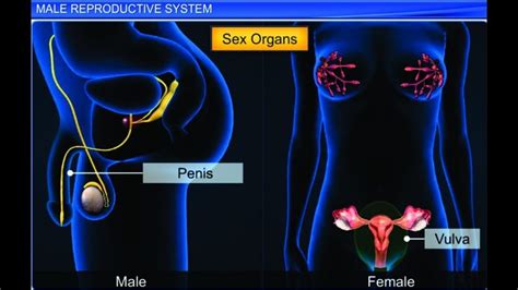 male reproductive system by shiksha house public learning center