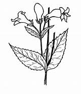 Foxglove Drawing Iowa Plants Getdrawings Prairie sketch template