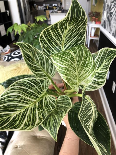 photo    variegated birkin philodendron  couldnt