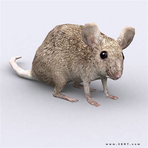 drt mouse  model game ready animated rigged cgtradercom