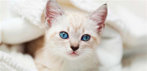 siamese tabby cat breed traits  personality