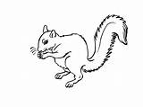 Squirrel Animals Coloring Kb sketch template