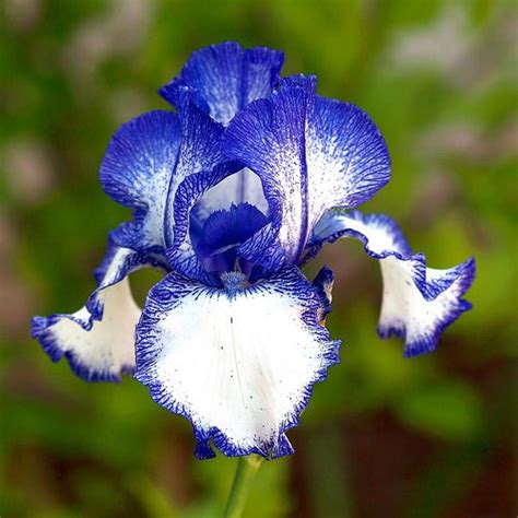 annies home iris flowers