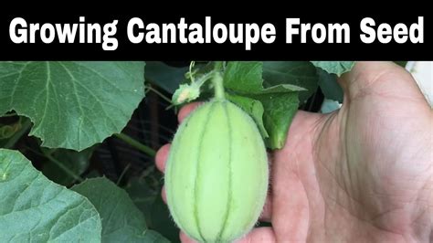 growing cantaloupes  seed episode  youtube