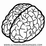 Coloring Brain Pages sketch template