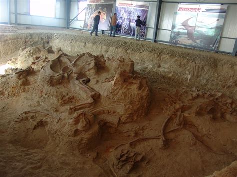amazing dragon fossils rewrite history of long necked dinosaurs environment the jakarta post