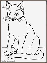 Coloring Gambar Kids Mewarnai Pages Kucing sketch template