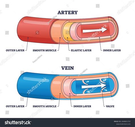 artery  vein structure diagram images stock  vectors