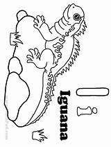 Iguana Kids Coloring Popular Library Clipart sketch template