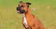 Image result for Staffordshire Bull Terrier. Size: 194 x 100. Source: breedadvisor.com