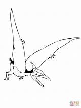 Pteranodon Coloring Pterodactyl Pages Drawing Dinosaur Printable Flying Getdrawings Drawings Color Supercoloring Clipart sketch template