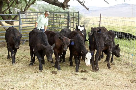 Eastern Oregon Ranchers Work To Hang On To Cattle Herds In Wake Of