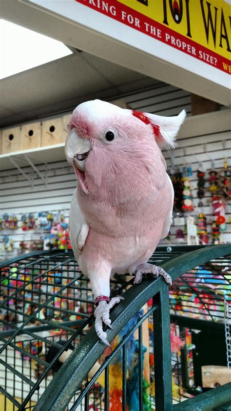 local parrot store   pretty cockatoo boy hes sooooo soft  loves scritches parrots