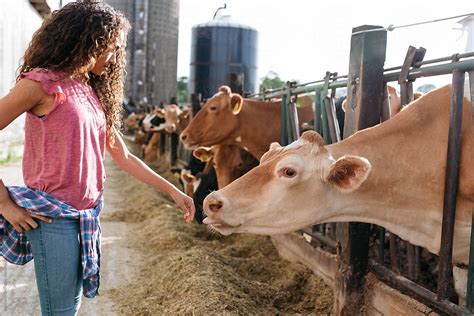 Dairy Farm By Melanie Defazio Dairy Farm Girl Stocksy United