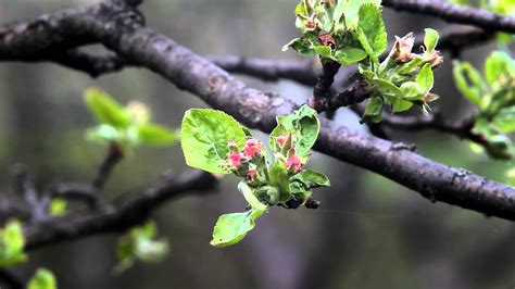 apple bud  footage downloads nature