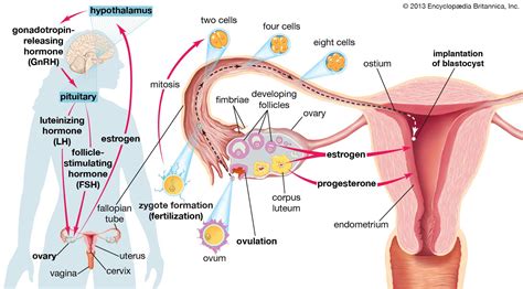 ovulation physiology hormones fertility britannica