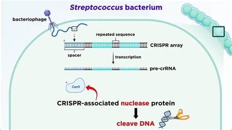 crispr cas genome editing technology